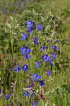 Alabama larkspur